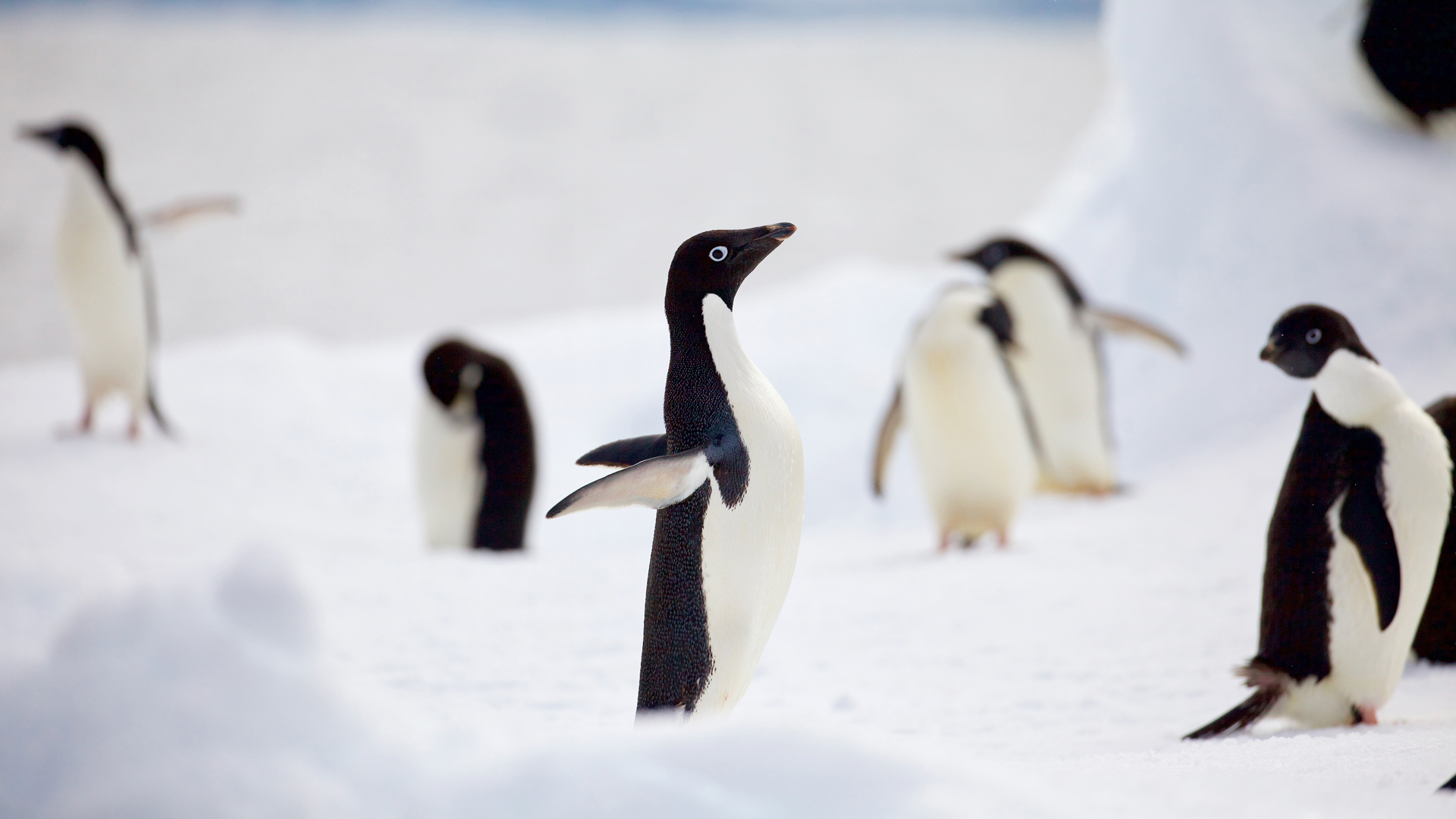 Pinguine Adeliepinguine