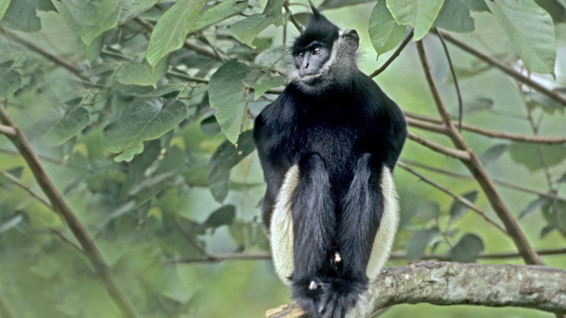 Pandalangur Panda Langur