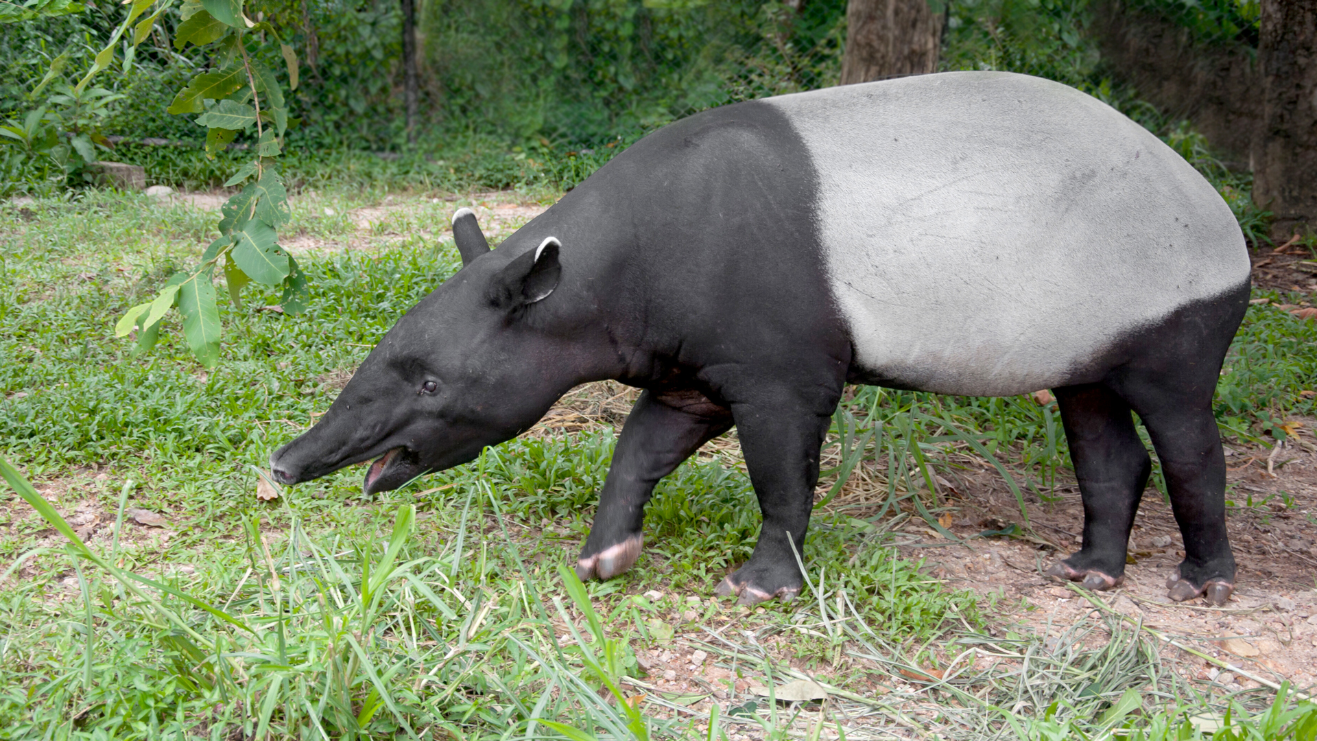 Schaparackentapir tapir Panda