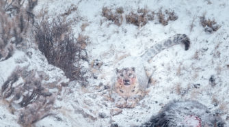 Schneeleopard Tibet Film munier tesson