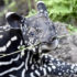 Kein Panda: Schabrackentapir baby