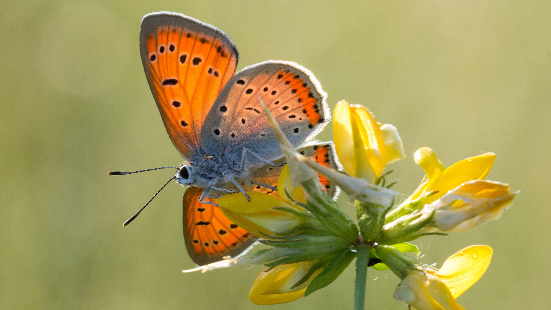 Agriculture for biodiversity fire moth butterfly