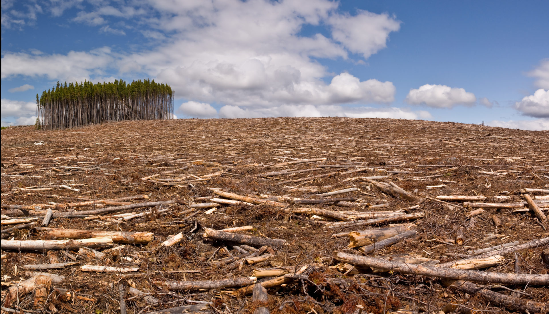 Wälder verlieren: Abgeholzter Pinienwald