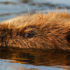 Endemische Tiere in Deutschland, endemische Arten in Deutschland, Endemiten