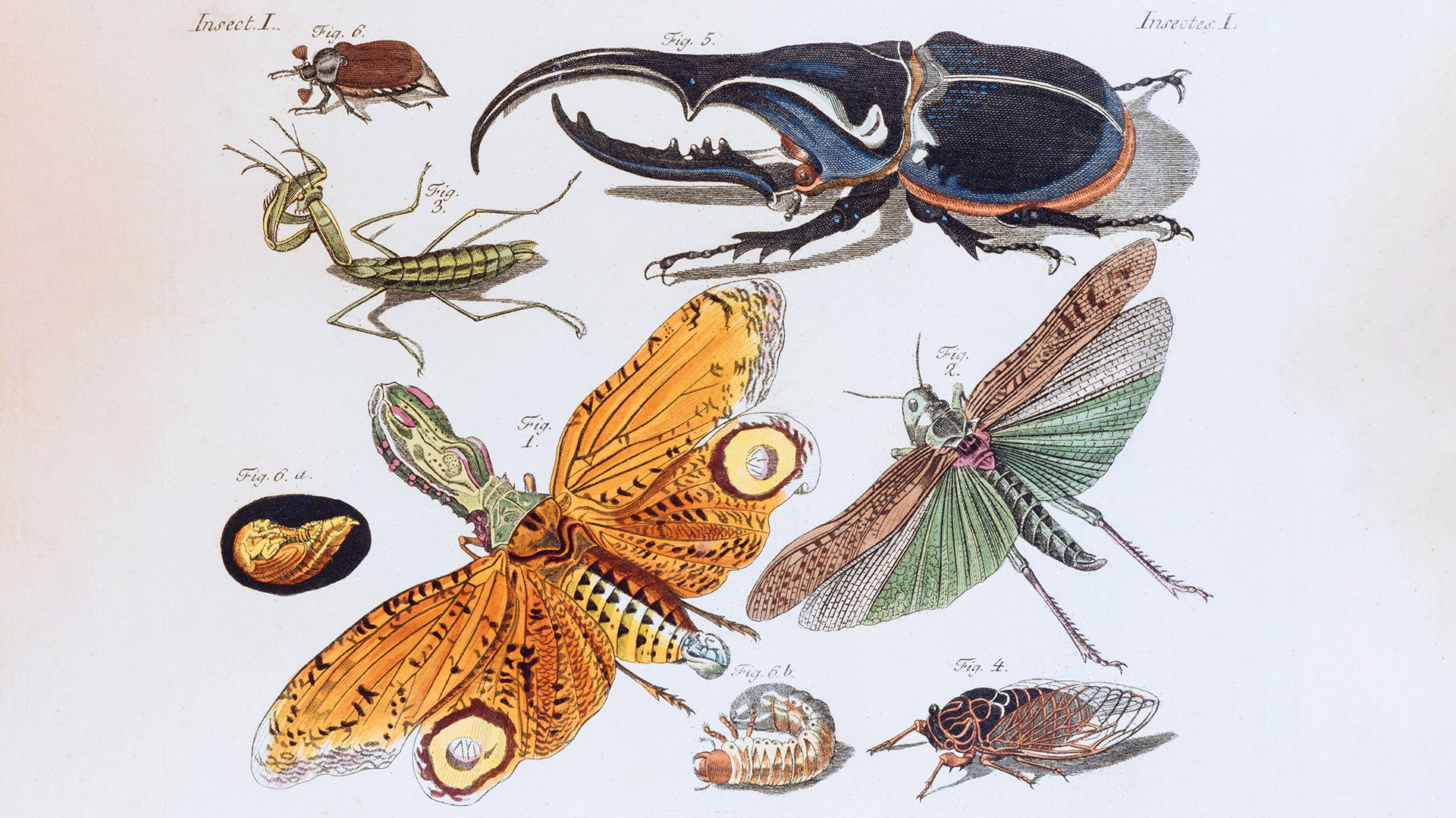 Insekten, handkolorierter Kupferstich aus Friedrich Justin Bertuch Bilderbuch für Kinder, Weimar,1790