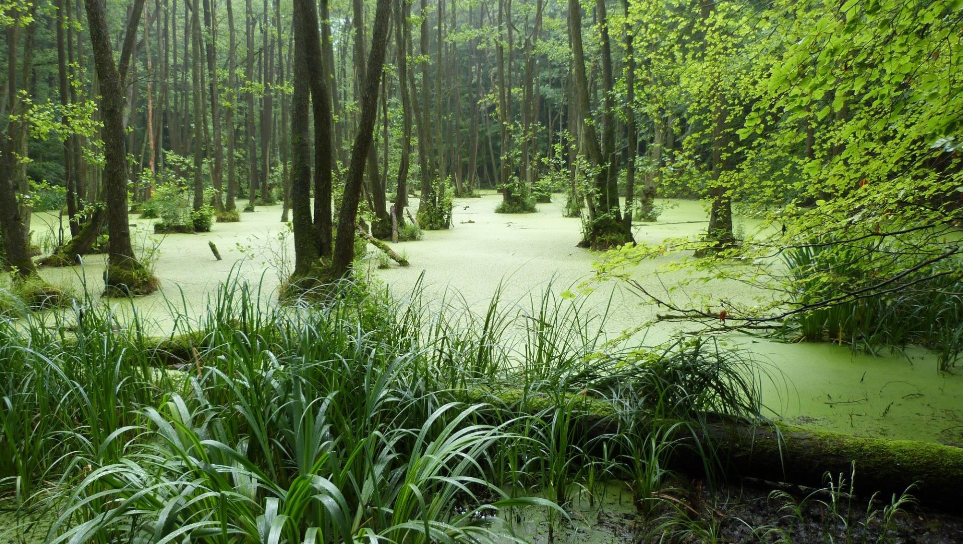 Erlenbruch des WWF in der Uckermark (von unserem ehemaligen Mitarbeiter Thomas Neumann