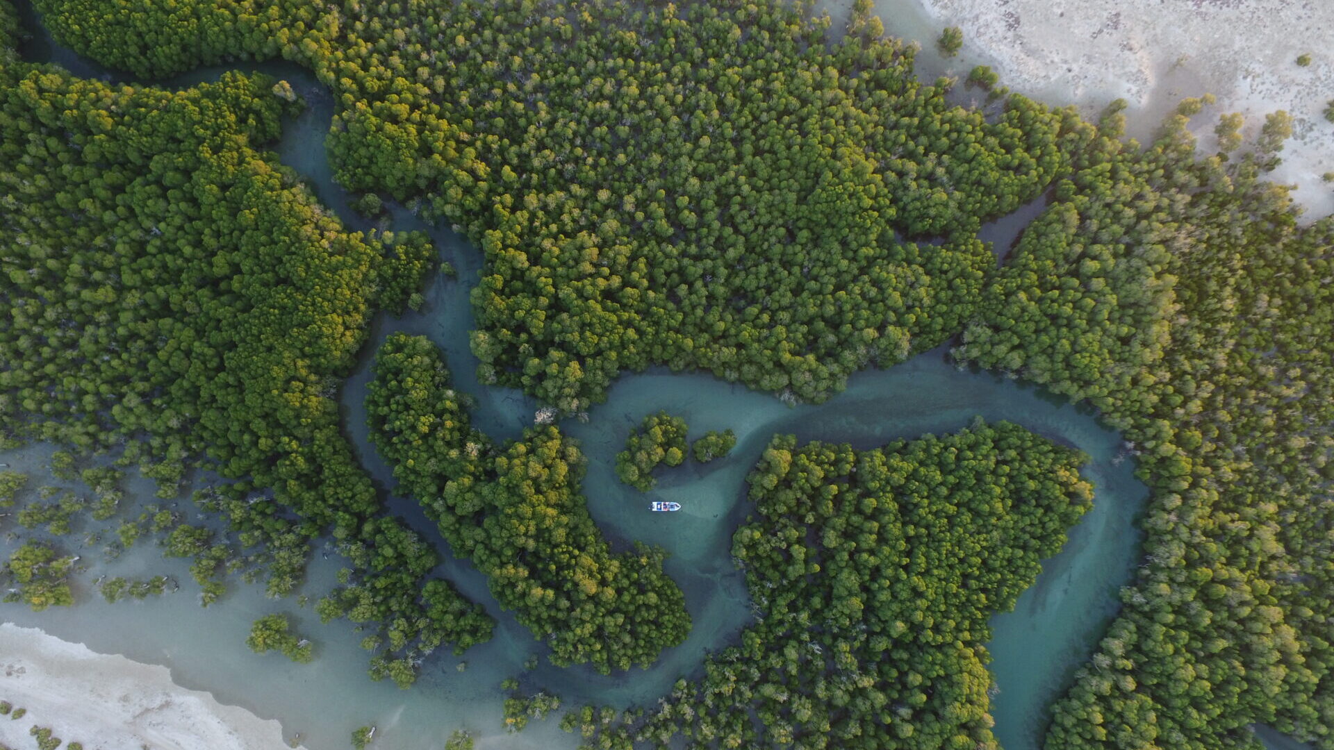 Mangrovenwälder aus der Luft