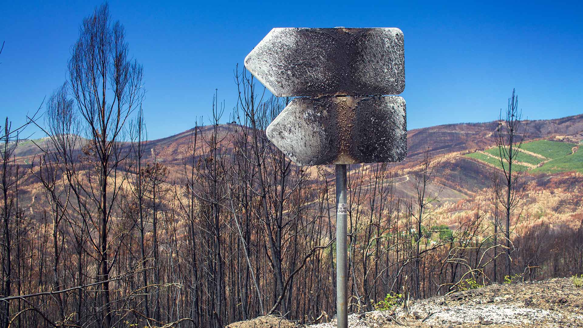 Burned forest after fire in Portugal