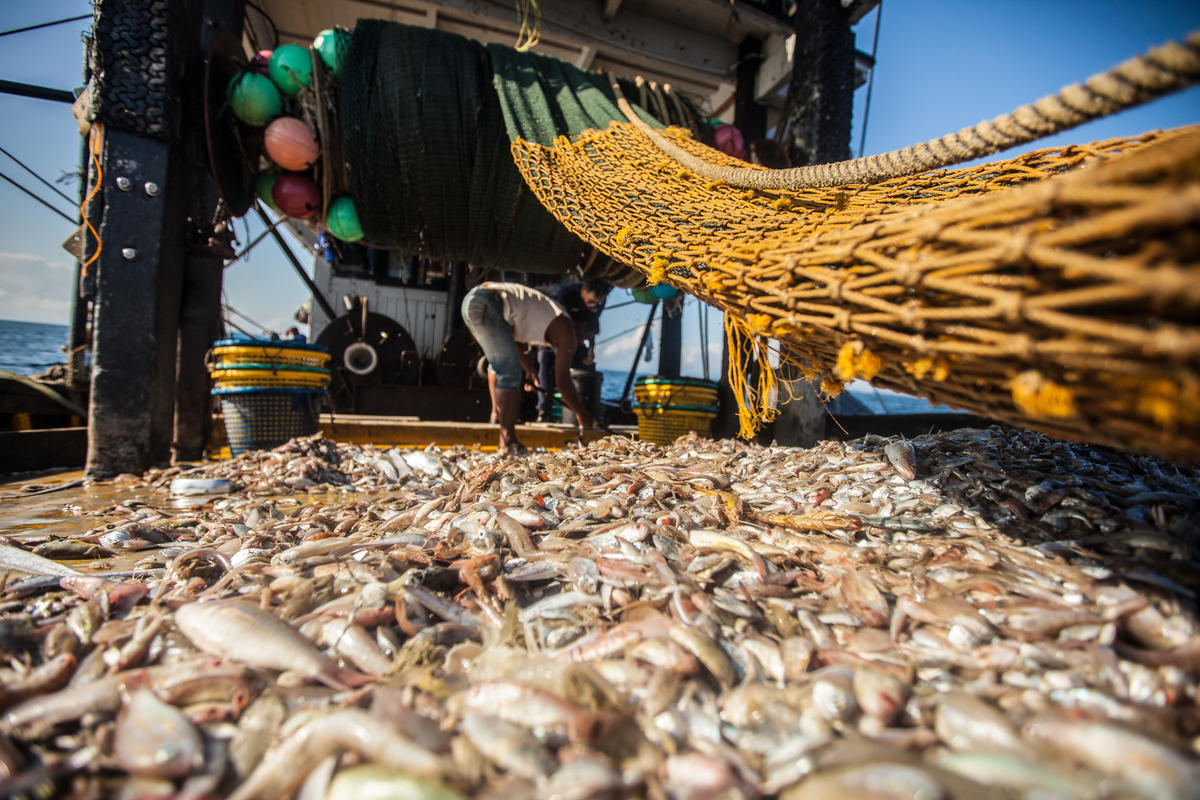 Overfishing of many fishing grounds threatens the oceans 