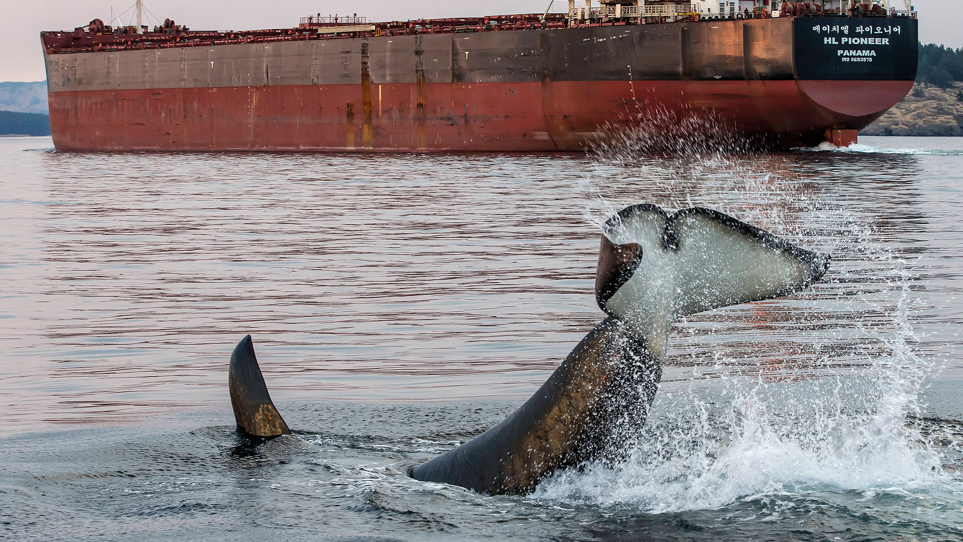 Drama on the oceans. Whales collide with large ships