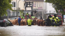 Kühe werden in Bayern durch das Hochwasser getrieben © Imago/Bernd März