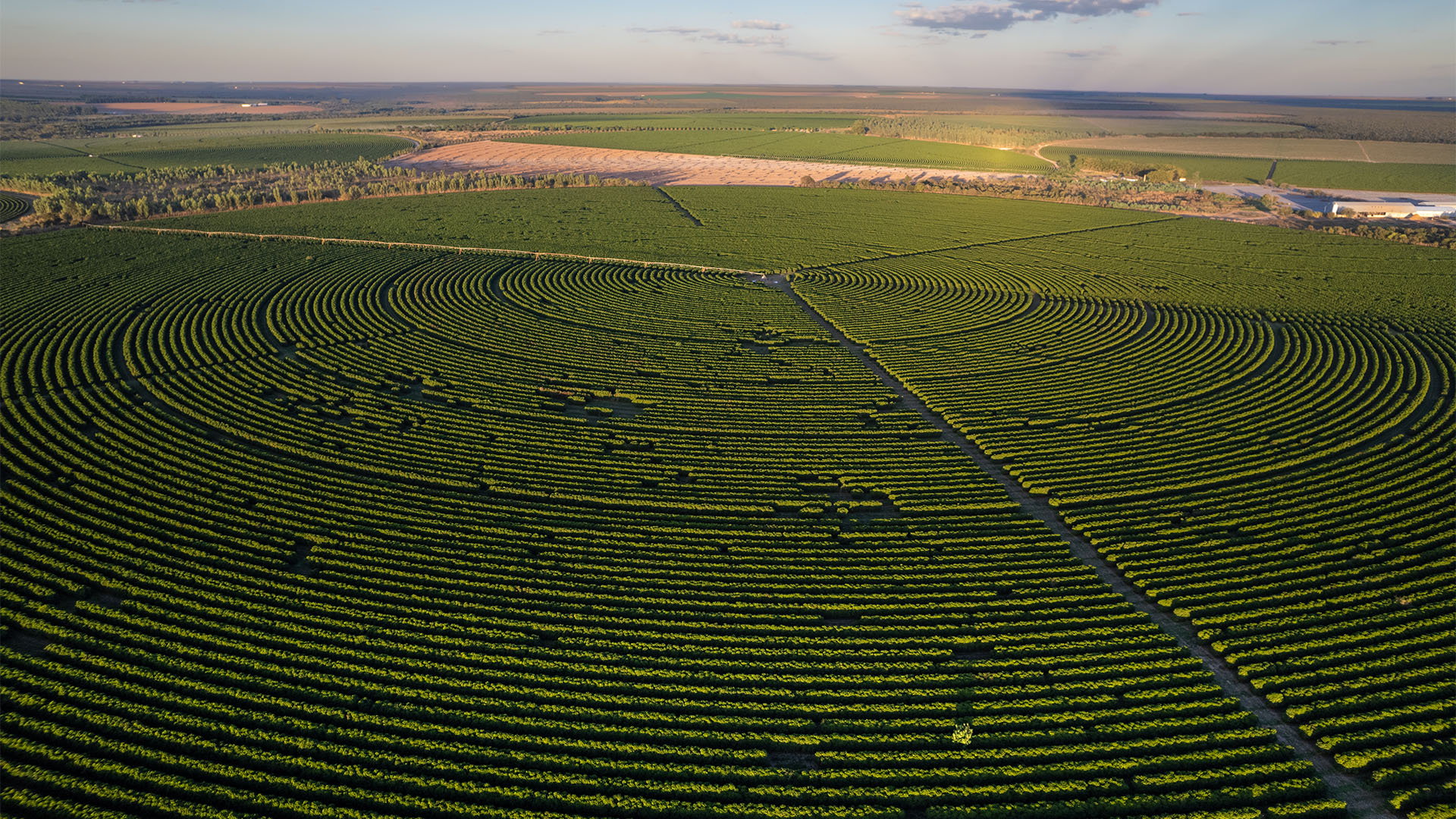 Cerrado, Brasilien: Wo Savanne war ist jetzt eine Kaffeeplantage