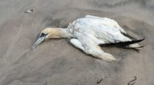 Vogelgrippe: Möwe tot am Strand