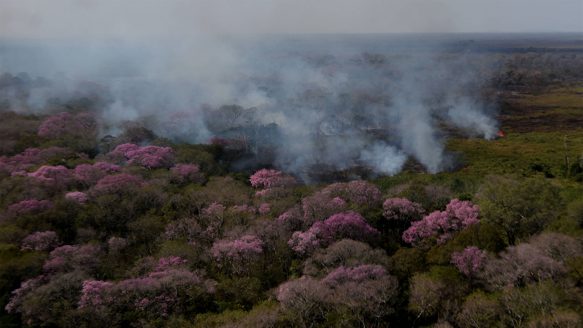 Feuer im Pantanal, Brasilien