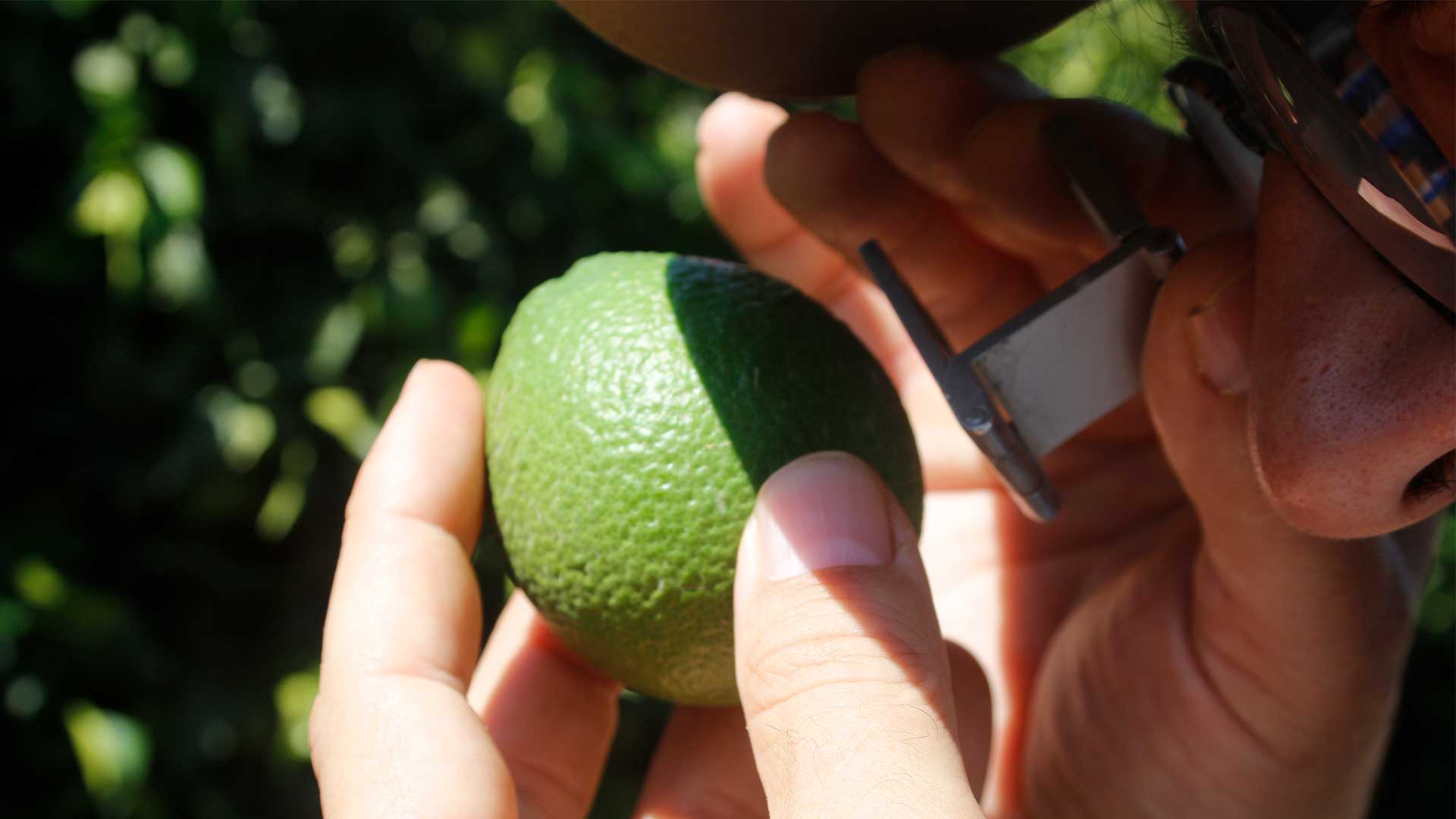 Spanien: Mann betrachtet Mandarine auf Projektfarm von WWF und EDEKA