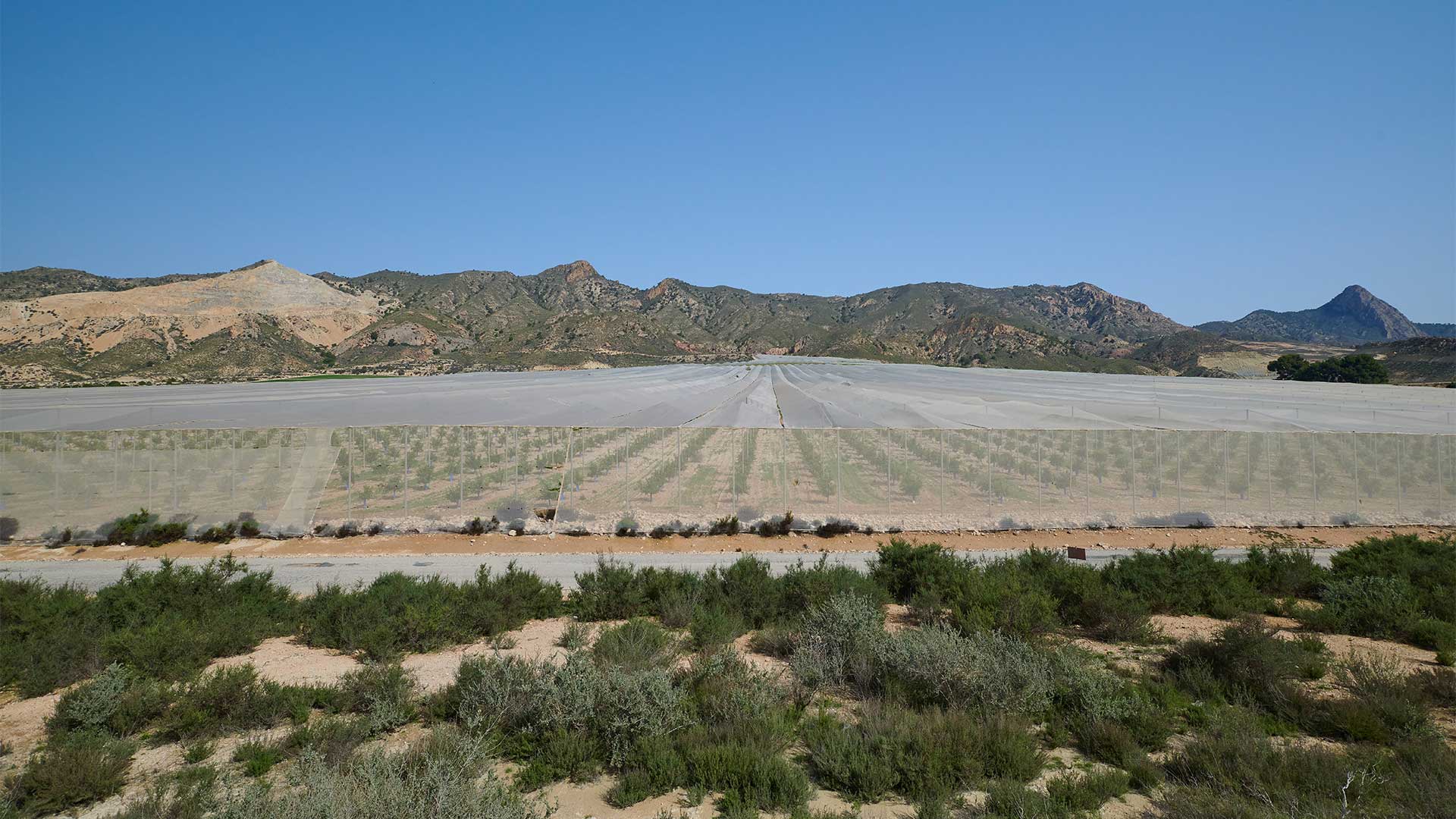 Monokultur Zitronen in Südspanien Cultivation of thousands of lemon trees