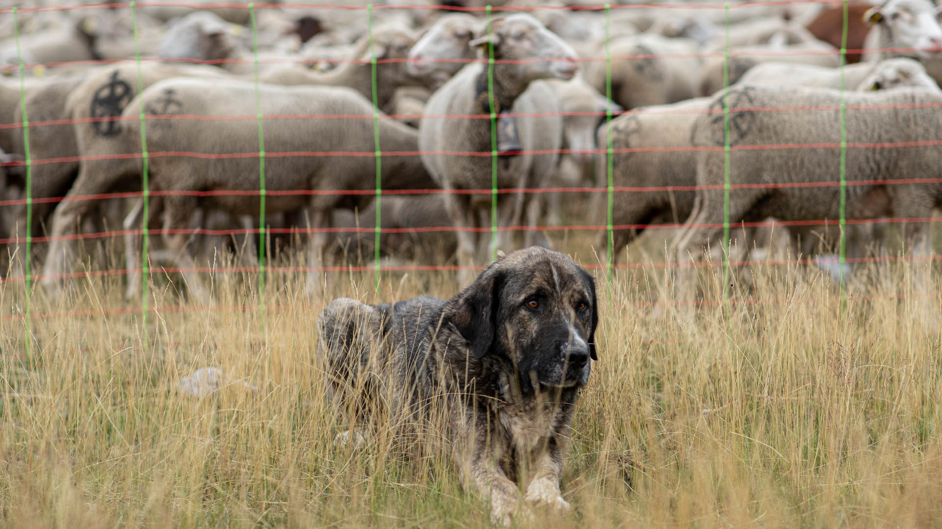 Schafe geschützt von Zaun und Herdenschutzhund