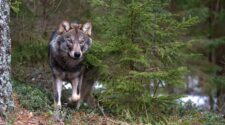 Wolf im Wald