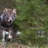 Wolf im Wald